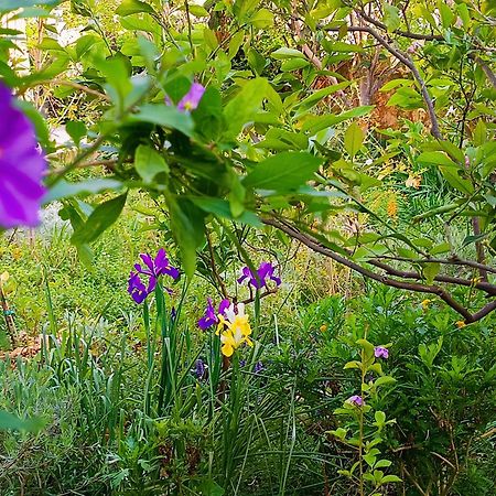 Olive Lemon Biophilic House & Lush Forest Garden Vamos Buitenkant foto