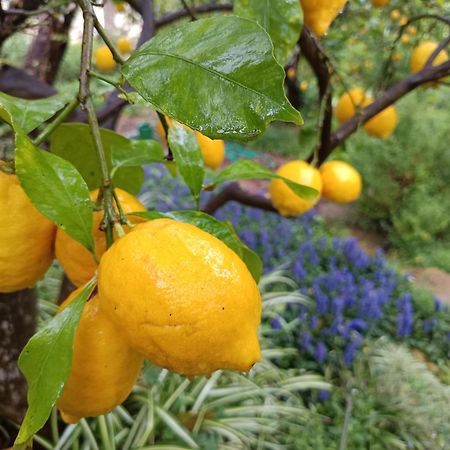 Olive Lemon Biophilic House & Lush Forest Garden Vamos Buitenkant foto