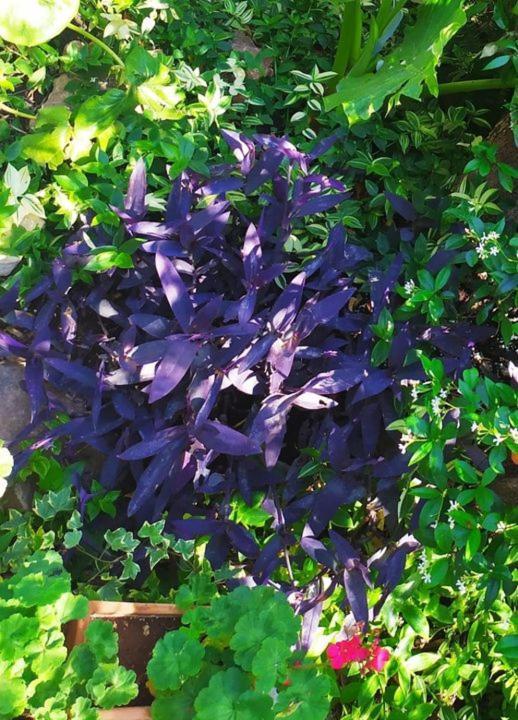 Olive Lemon Biophilic House & Lush Forest Garden Vamos Buitenkant foto