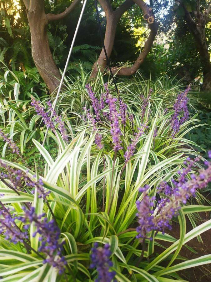 Olive Lemon Biophilic House & Lush Forest Garden Vamos Buitenkant foto