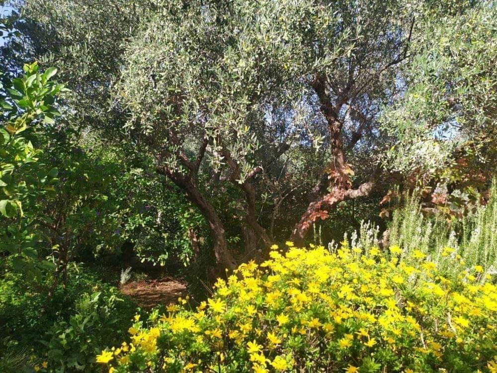 Olive Lemon Biophilic House & Lush Forest Garden Vamos Buitenkant foto