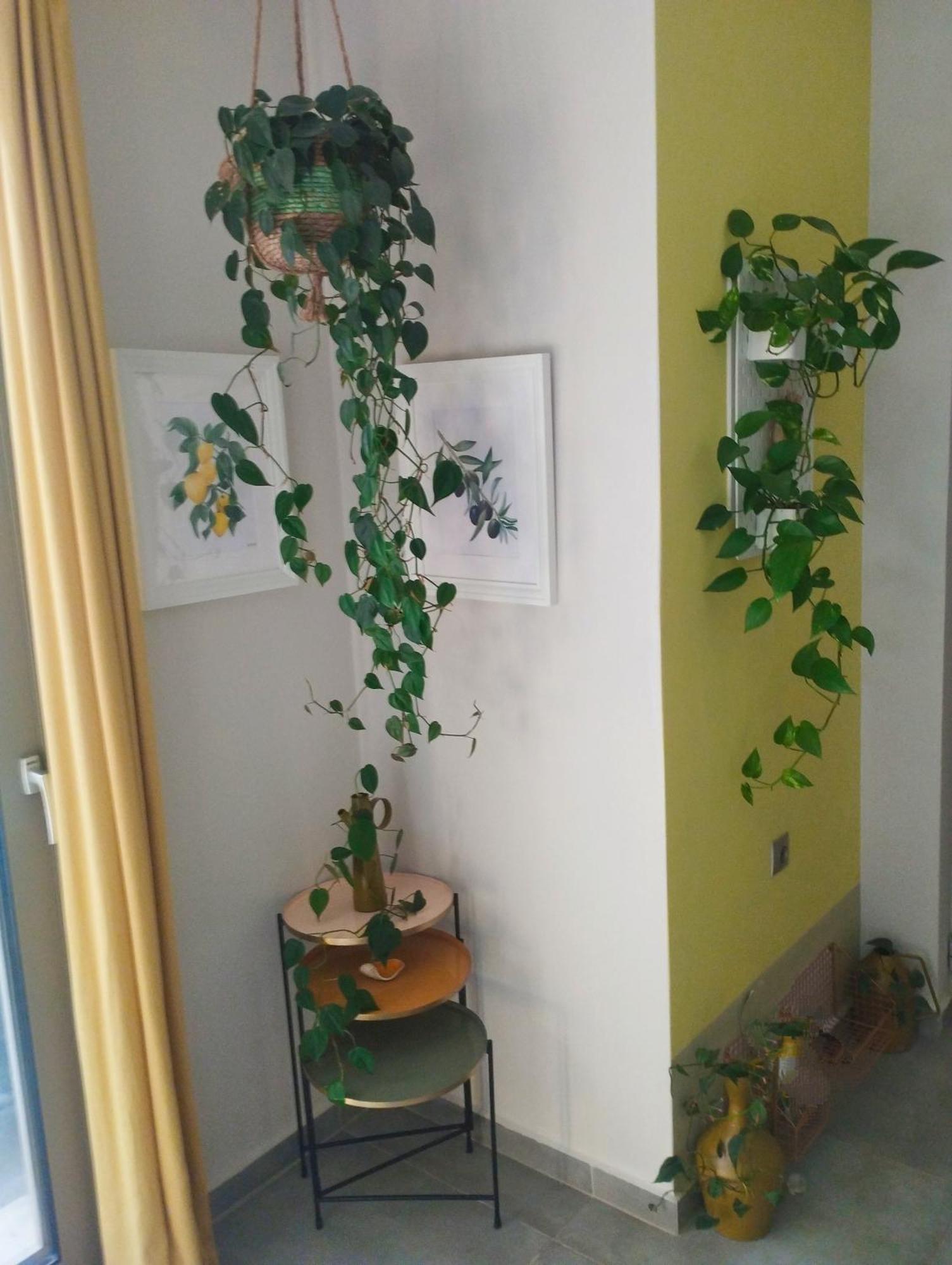 Olive Lemon Biophilic House & Lush Forest Garden Vamos Buitenkant foto