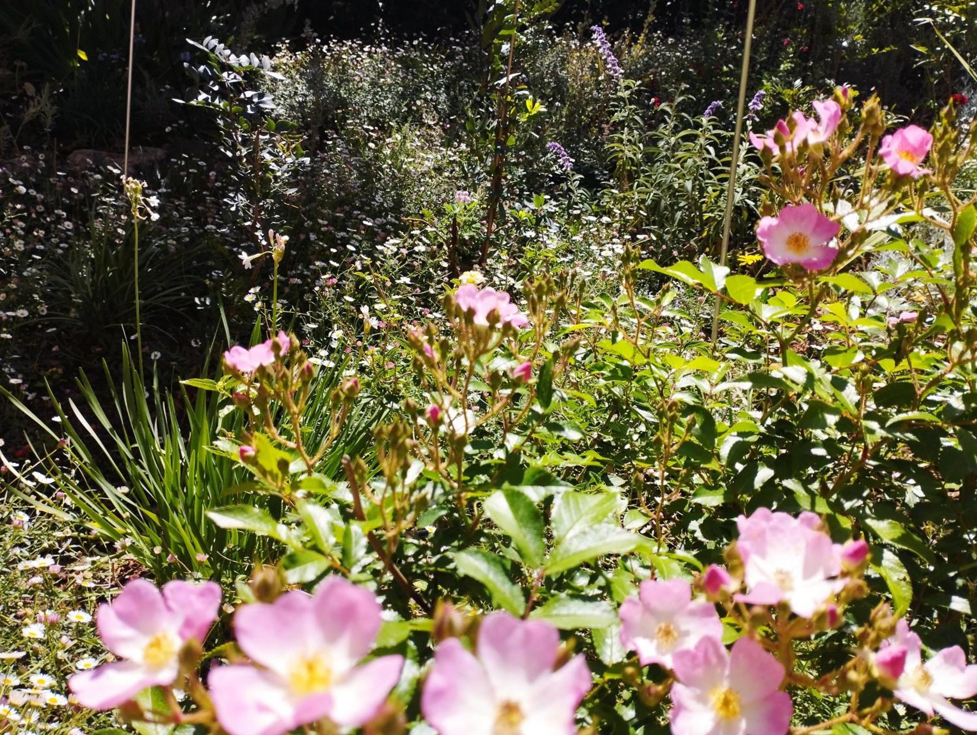 Olive Lemon Biophilic House & Lush Forest Garden Vamos Buitenkant foto