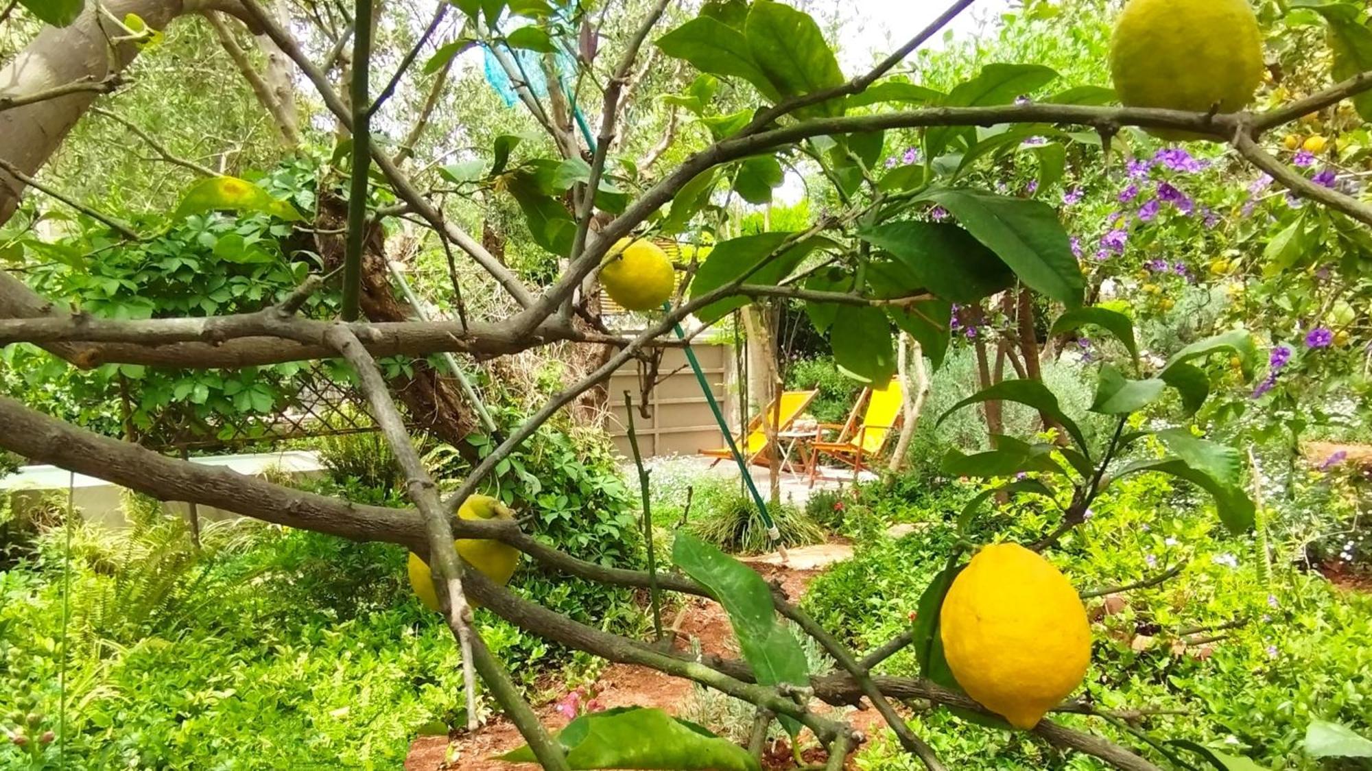Olive Lemon Biophilic House & Lush Forest Garden Vamos Kamer foto