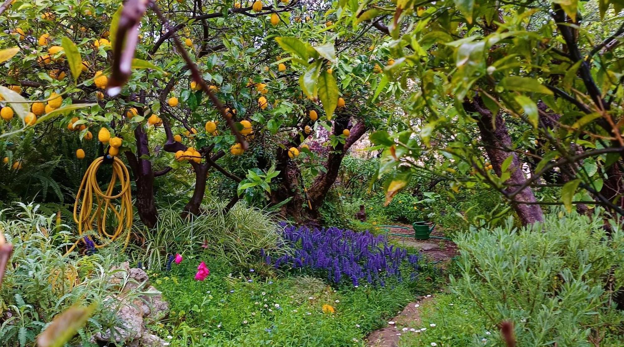 Olive Lemon Biophilic House & Lush Forest Garden Vamos Buitenkant foto