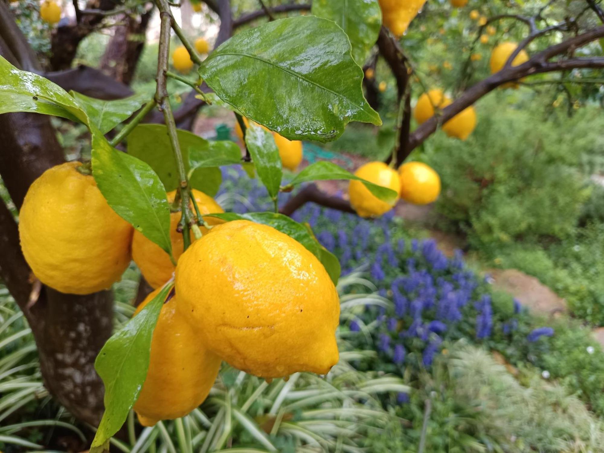 Olive Lemon Biophilic House & Lush Forest Garden Vamos Buitenkant foto