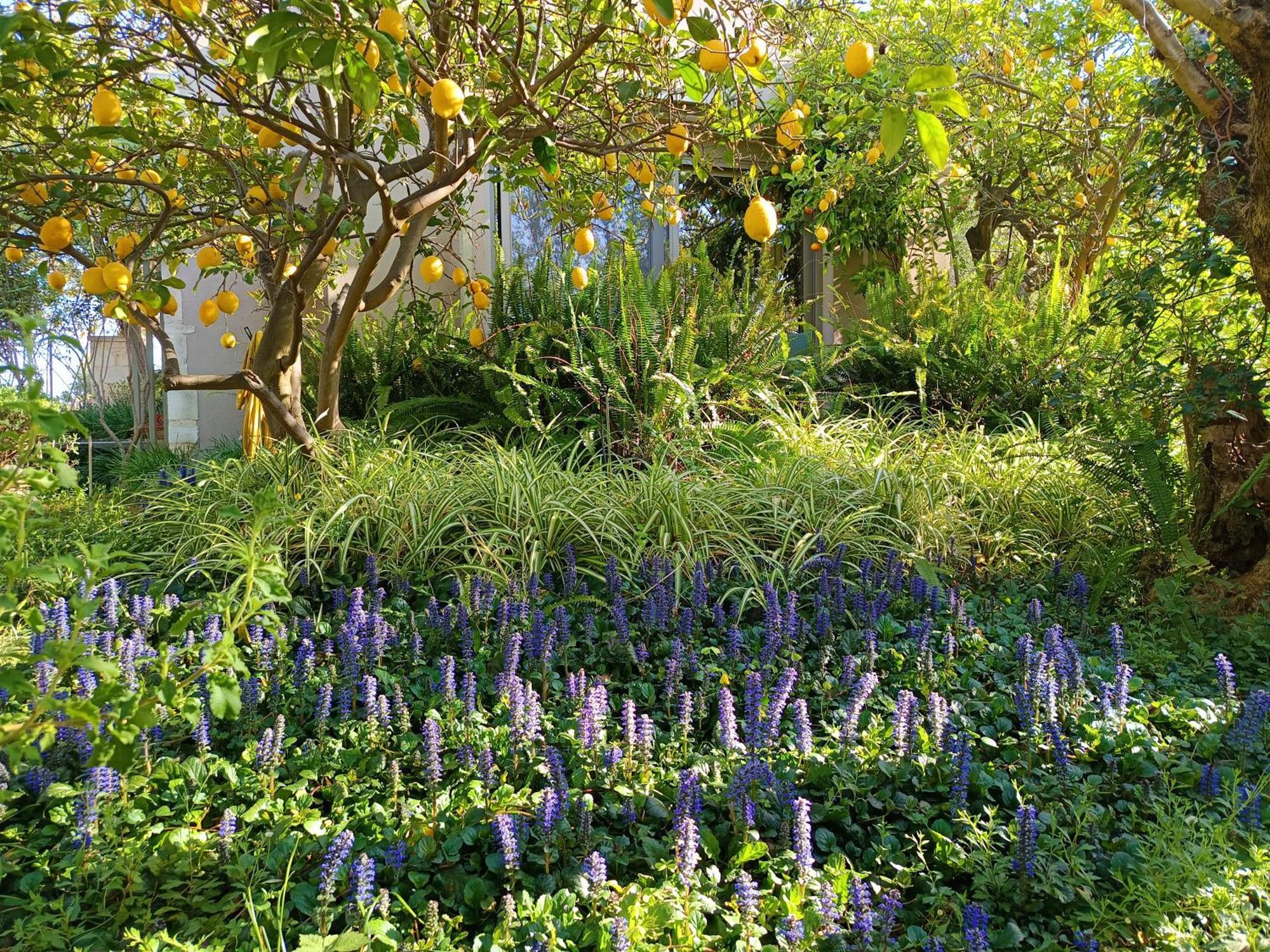 Olive Lemon Biophilic House & Lush Forest Garden Vamos Buitenkant foto